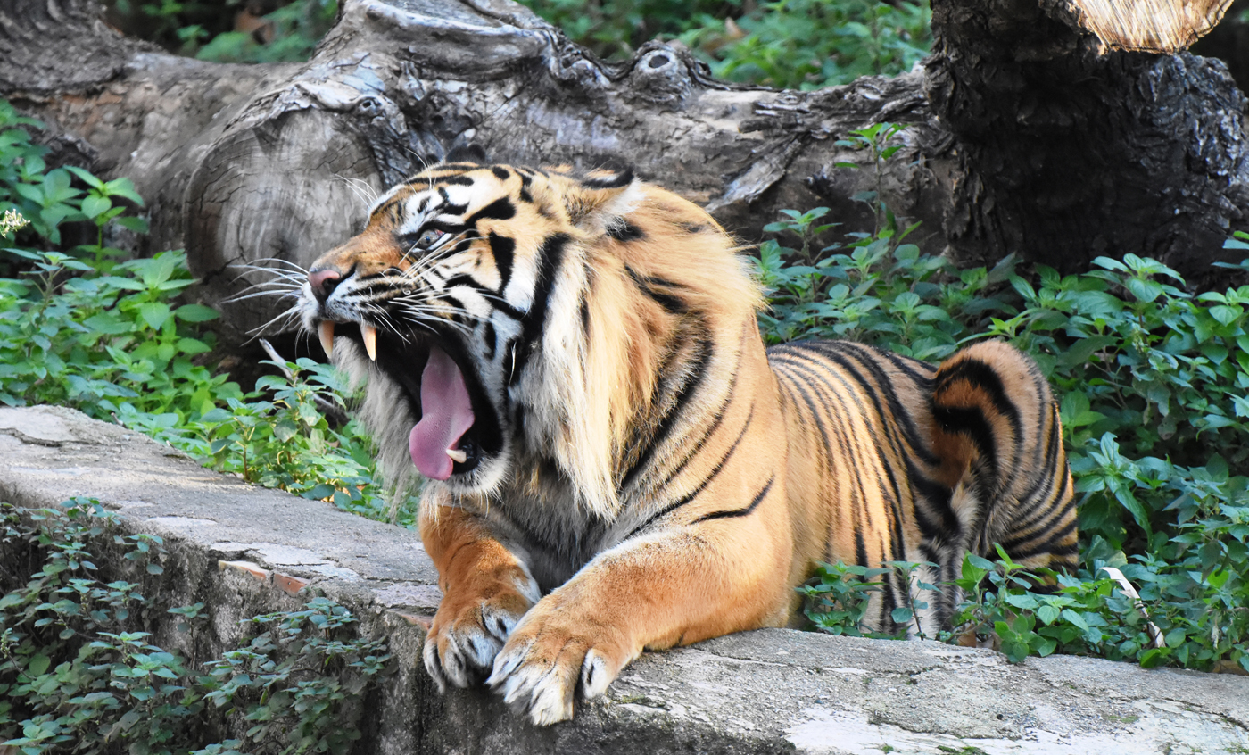 Tigre de Sumatra | Zoo Barcelona